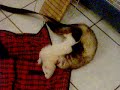 2 minutes de bonheur furetesque