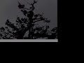 In Defense Of The Forest
