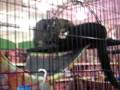 videos de Kitties 2
