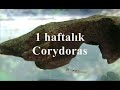 Corydoras �retim 2