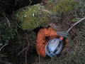 Caving at Buchan Caving at Buchan