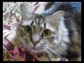 my cats again