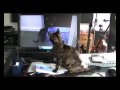 Aljezur the cat, watching herself
