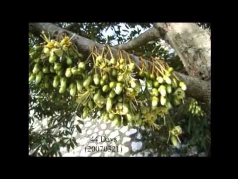 how to grow durian tree