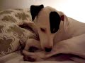 my little squeaky the super dog and will always be!