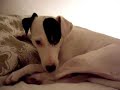 my little squeaky the super dog and will always be!