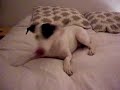 my little squeaky the super dog and will always be!