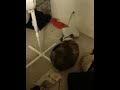 Dallas trying to fit into tiny bed with lint stuck in his l