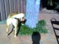 my aussie dingo chasing lizards my aussie dingo chasing lizards