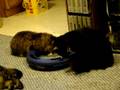 My Cats 02