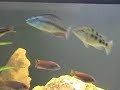 3m Malawi cichlid predator tank