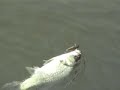 Fishing Lake Borumba