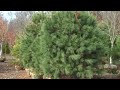 Chris Orser Landscaping  215-249-1236
