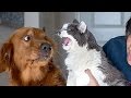 If you want to LAUGH HARD, WATCH FUNNY ANIMALS - Funny ANIMAL compilation If you want to LAUGH HARD, WATCH FUNNY ANIMALS - Funny ANIMAL compilation