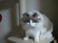 キャットタワーでお初
