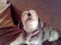 chien chanteur.avi