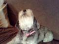 videos de chien chanteur.avi