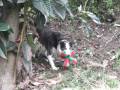 videos de Greenwich Steps, Tatiana mosaic tiger