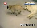 el perro ladron... el perro ladron...