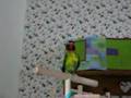 Lovebird Stepping Up