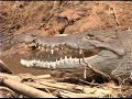 Crocodiles! (From \"Adventures in Nicaragua\" DVD) Crocodiles! (From \"Adventures in Nicaragua\" DVD)