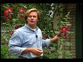 Attracting Butterflies Attracting Butterflies