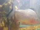Pacus (pt. 2)