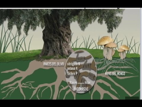Imagen de previsualización de YouTube