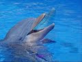 les dauphins
