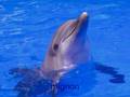 les dauphins