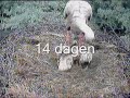van ei tot ooievaar van ei tot ooievaar