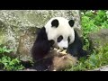パンダの赤ちゃんなどジャイアントパンダの可愛いしぐさ映像まとめ ジャイアントパンダ