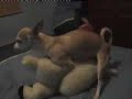 chihuahua crazy in love lesbiana