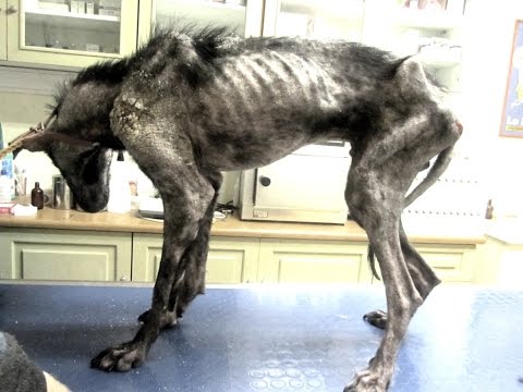how to treat ehrlichia in dogs