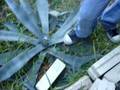 videos de Pips bro Pay Pay dies.MPG