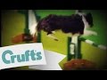 Agility to Music at Crufts 2009