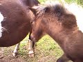 Sunshine Trying To Nurse