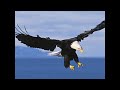 Click here to watch this video Maverick Danger promo