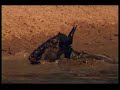 Crocodile and Alligator Eating Crocodile and Alligator Eating