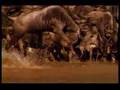 Vah�i Hayat Timsahlar�n Avlar� belgeseli video.