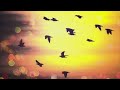 Phaeleh - Falling