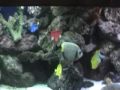 220 gal SWFOWLR Continued_xvid.avi