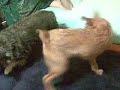20081204.mp4