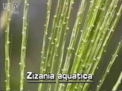 how to grow wild rice