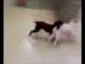 videos de Dogbook Movie: Wrestlemania 08