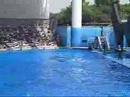 Here comes the Flood (Tillikum)