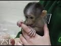 find out about conchita the white naped mangabey in episode one of conchita diaries.

http://www.zsl.org