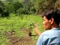elephan song