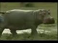 dangerous animals   mark sullivan