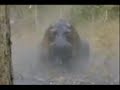 dangerous animals   mark sullivan